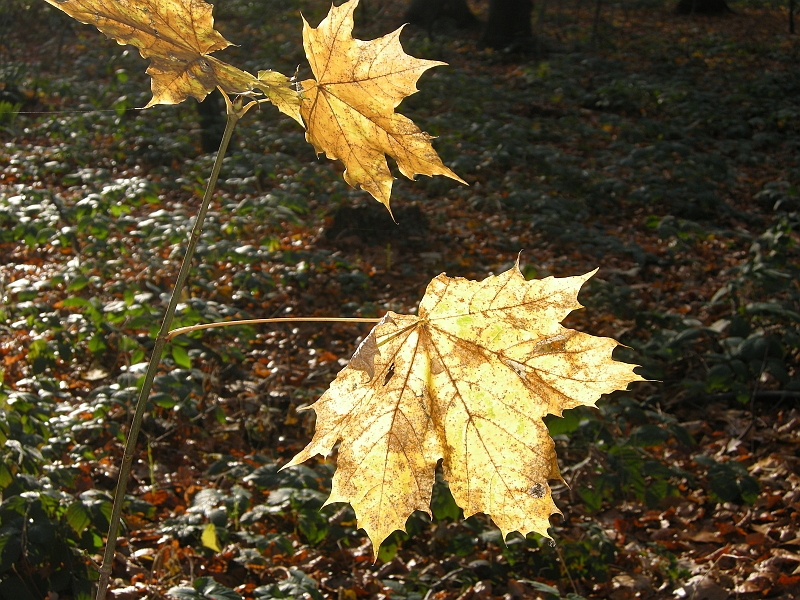 DSCN3435.JPG