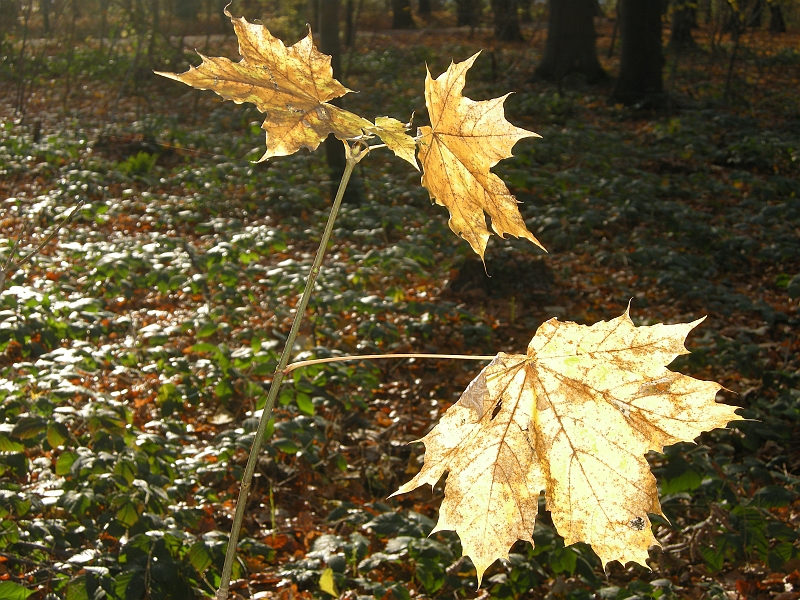DSCN3436.JPG
