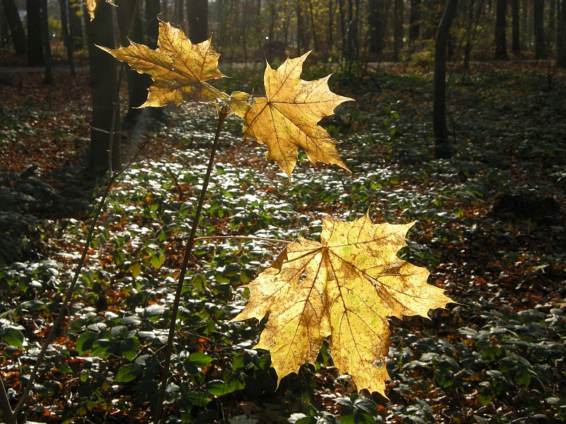 DSCN3437.JPG