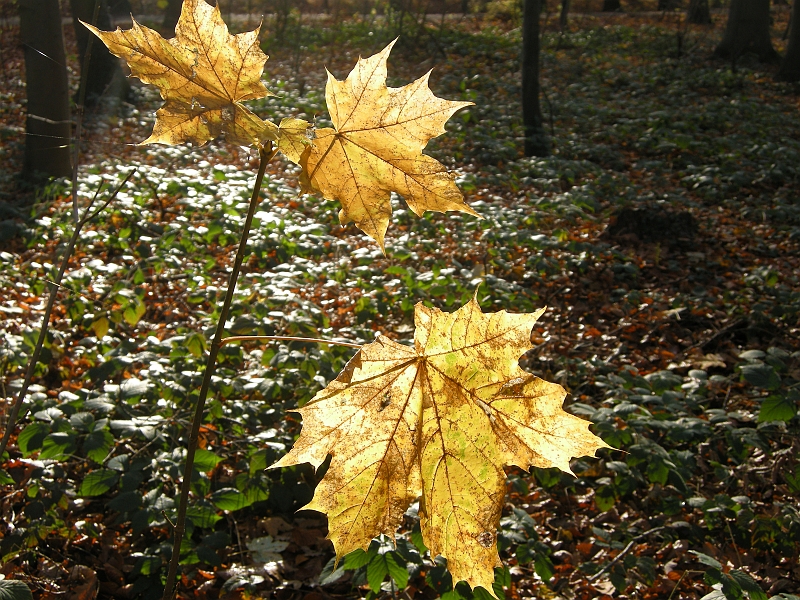 DSCN3438.JPG