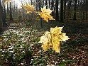 DSCN3432