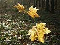 DSCN3433