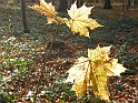 DSCN3434