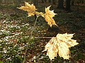DSCN3436