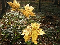 DSCN3438