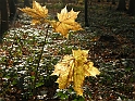 DSCN3440