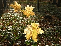 DSCN3441