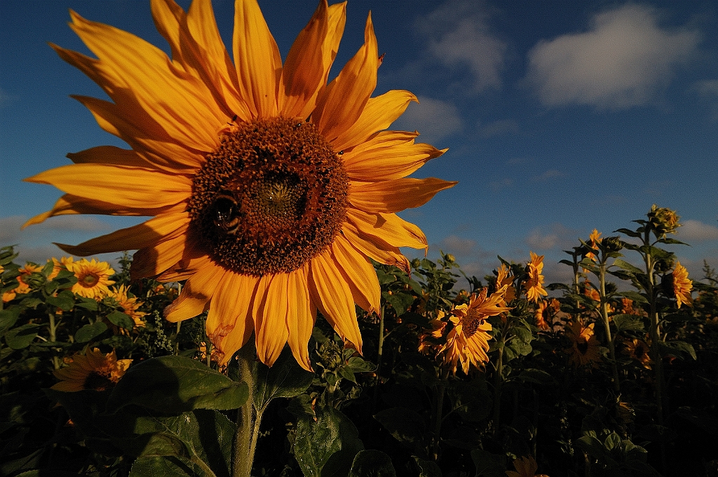 15_DSC_6660.jpg